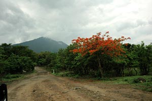 Red Blossoms near Manderas Volcano, Nicaragua - Photographer: Zach Klein