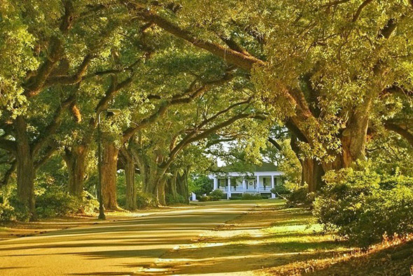 Spring Hill neighborhood of Mobile, Alabama - Photographer: Fang Guo