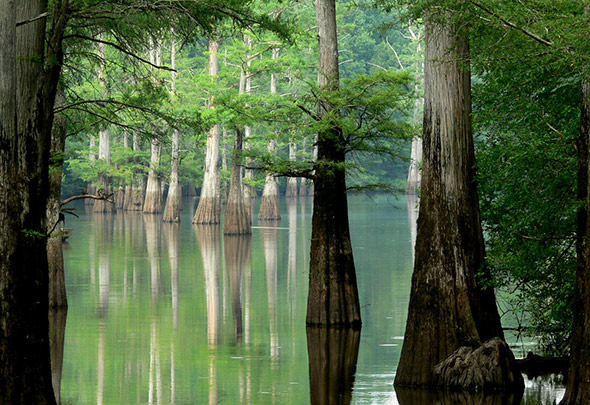 White River Arkansas - Photographer: Linda Tanner