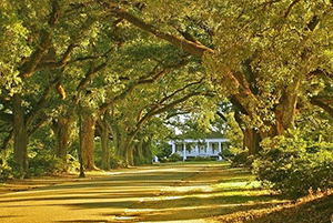 Spring Hill neighborhood of Mobile, Alabama - Photographer: Fang Guo