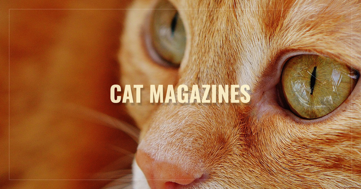 Best Cat Magazines Catster, Modern Cat, CatWatch, Best Friends and