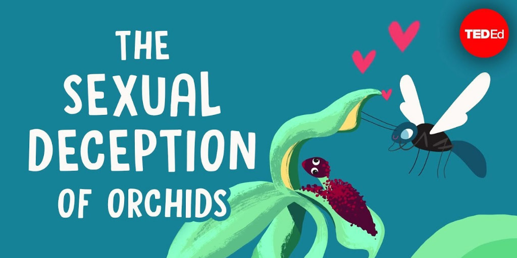 The sexual deception of orchids - Anne Gaskett