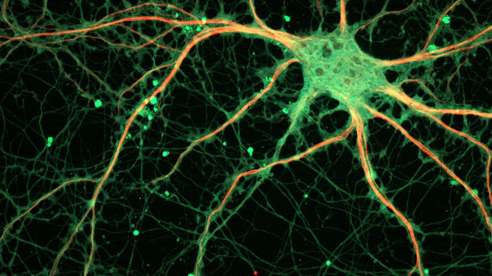 Top Neuroscience News Websites, Blogs and Online Resources in the US