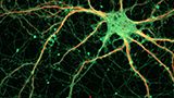 Top Neuroscience Websites